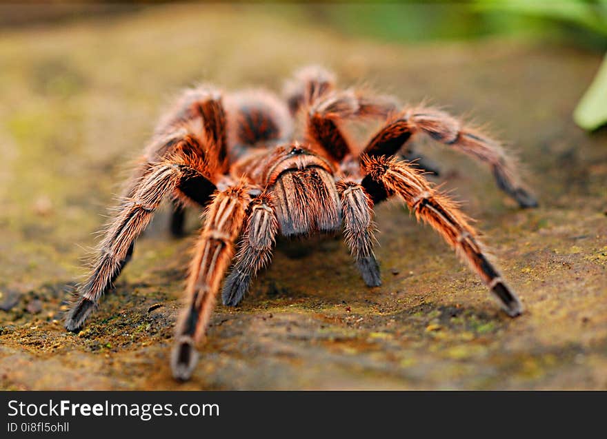 Tarantula, Spider, Arachnid, Invertebrate