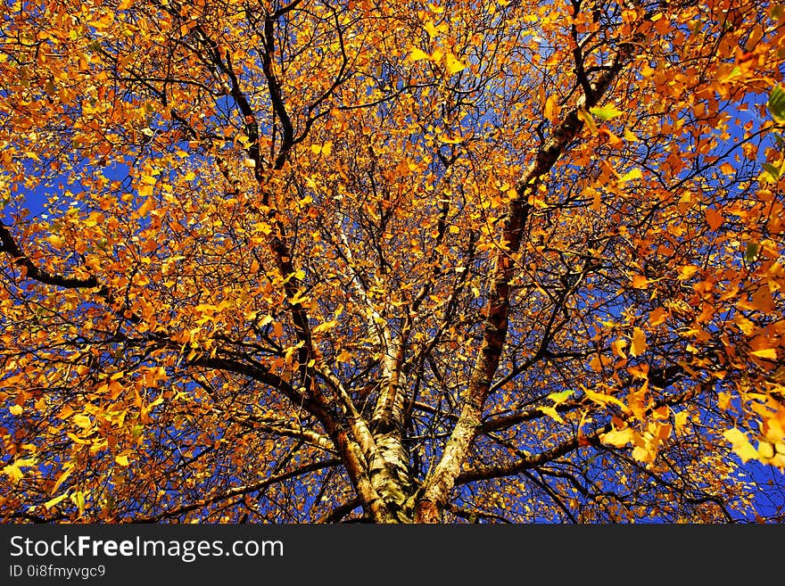 Tree, Nature, Branch, Yellow