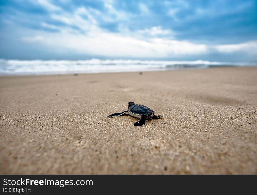 Sea, Sea Turtle, Sky, Turtle