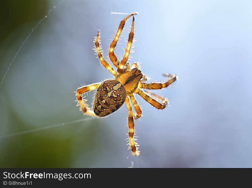 A Cross Spider Araneus diadematus