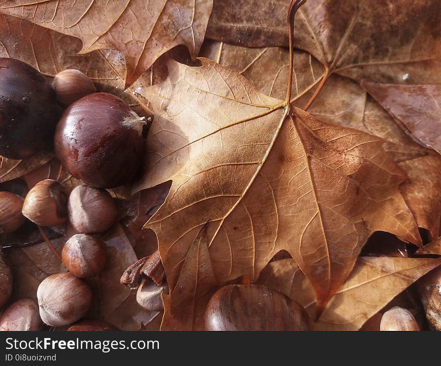 Autumn Still Life