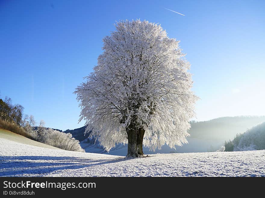 Winter, Snow, Frost, Sky