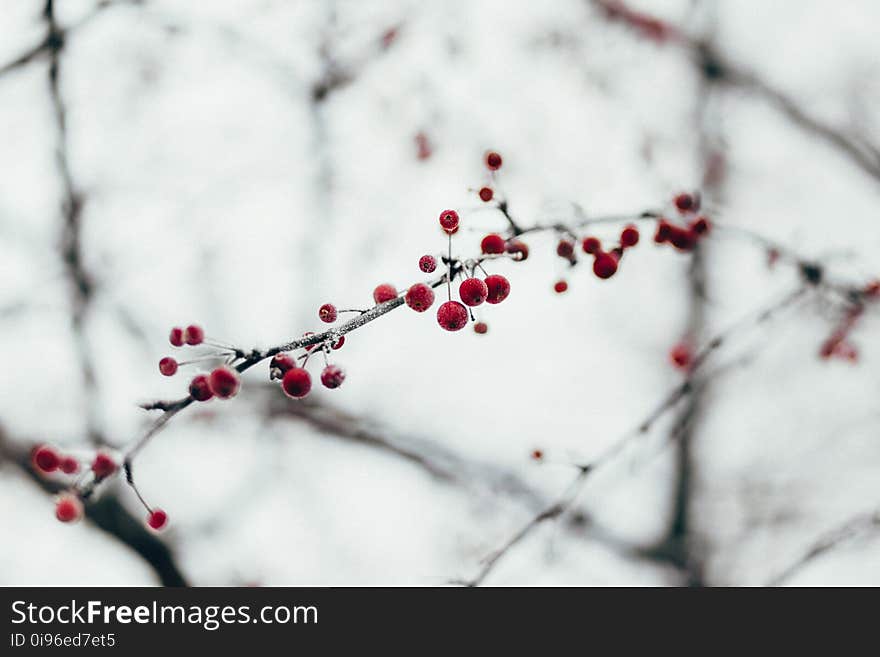 Branch, Close-up, Cold