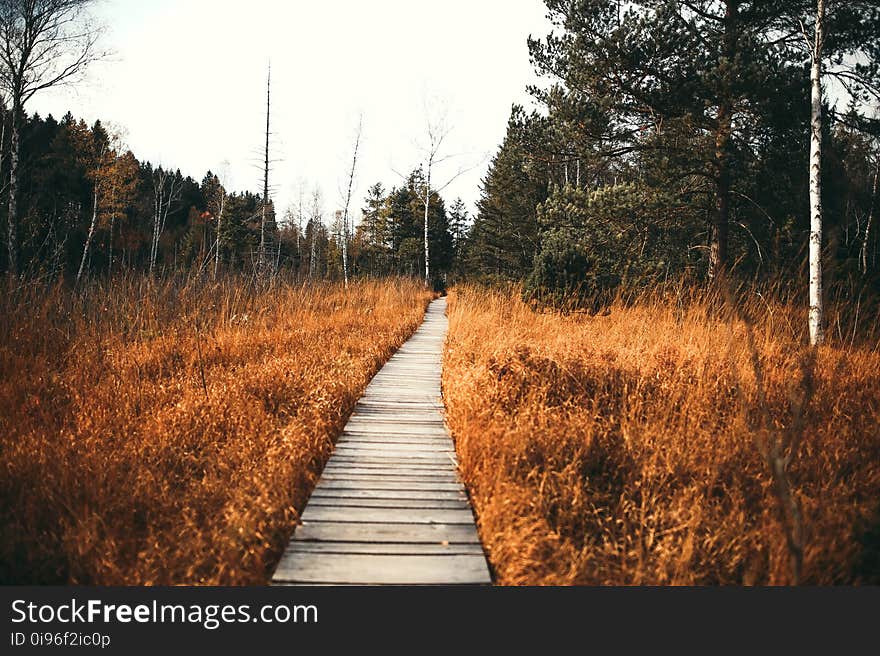 Conifers, Countryside, Environment, Fir