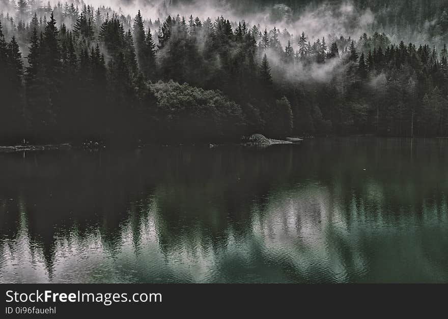 Dawn, Evening, Fog, Forest