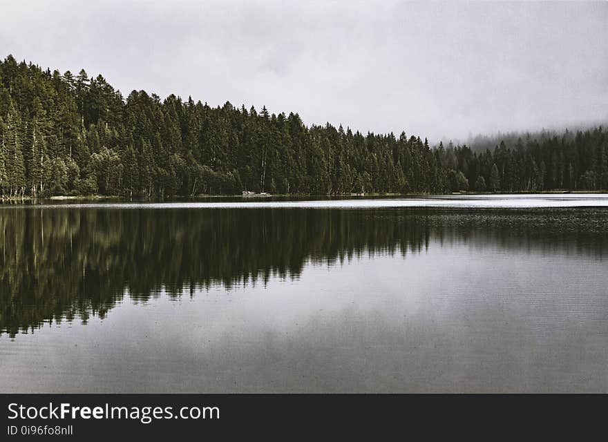 Clouds, Conifer, Daylight, Environment