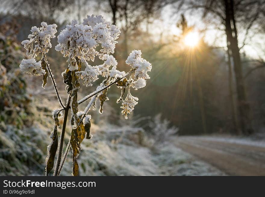 Branches, Close, -up, Cold