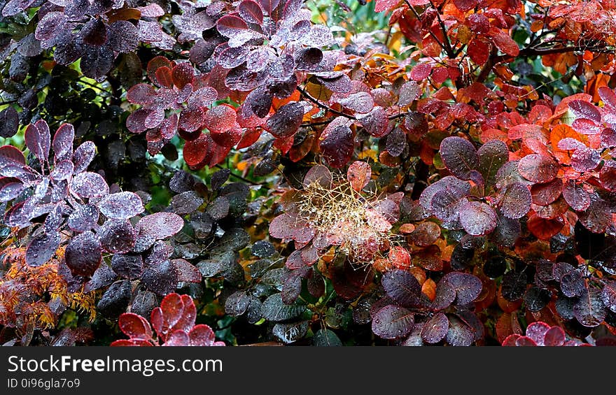 Botanical, Branches, Environment, Fresh,