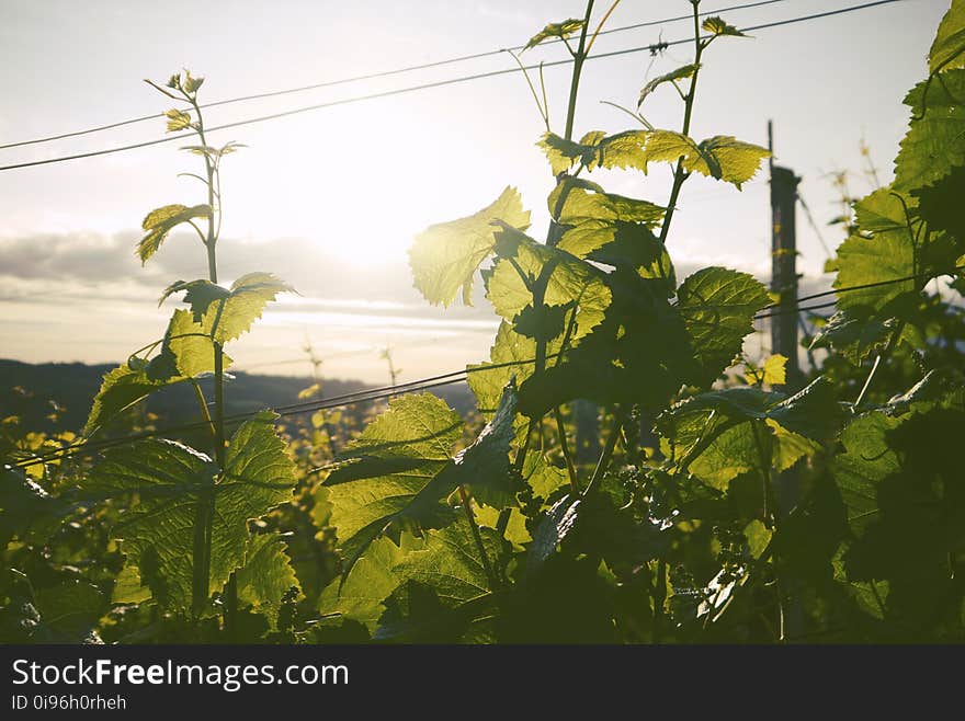 Agriculture, Close-up, Countryside, Environment,