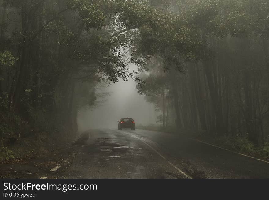 Bosque, Car, Car, Lights