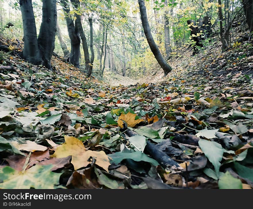 Autumn, Beautiful, Color, Dawn