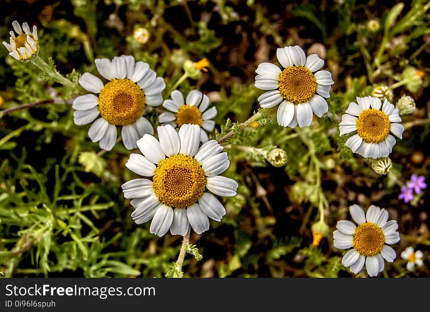 Daisies