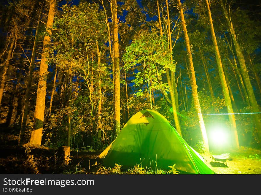 Camping in pine tree forest at night colourfull illuminate tent