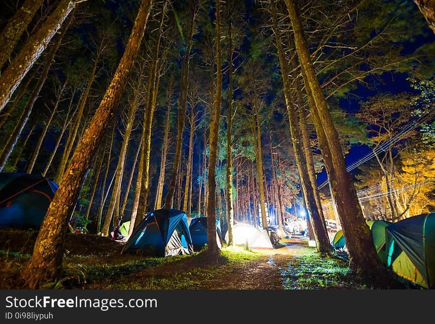 Camping in pine tree forest at night colourfull illuminate tent