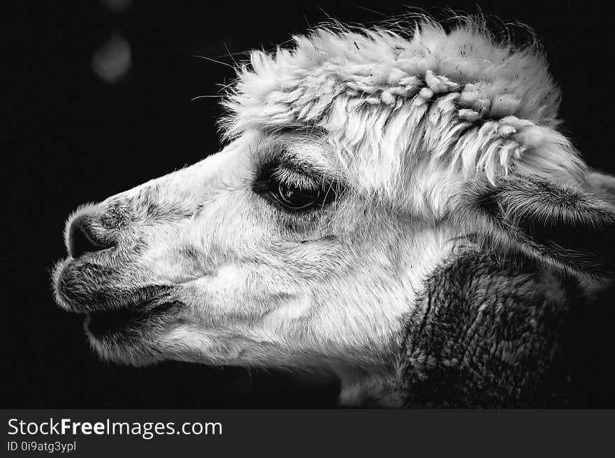 Black And White, Camel Like Mammal, Monochrome Photography, Nose