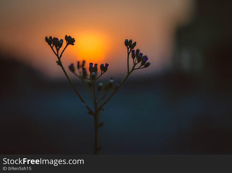 Flower Bloom during Sunrise