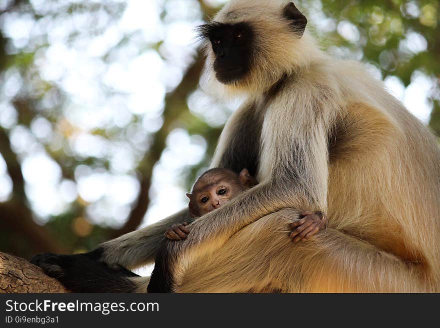 Selective Focus Photography of Brown Monkey