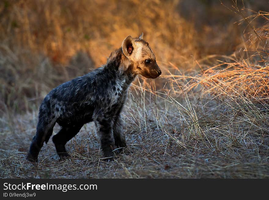 Adorable, Animal, Baby