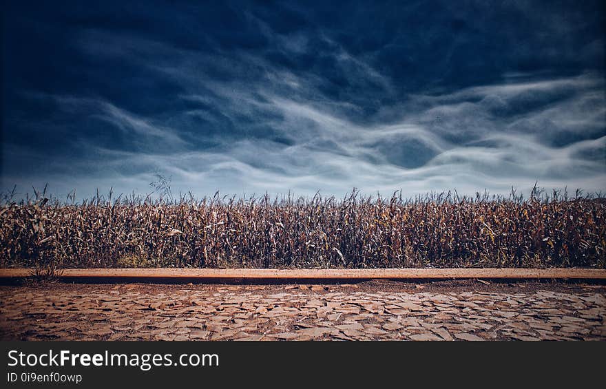 Brown Grass Field during Night Time