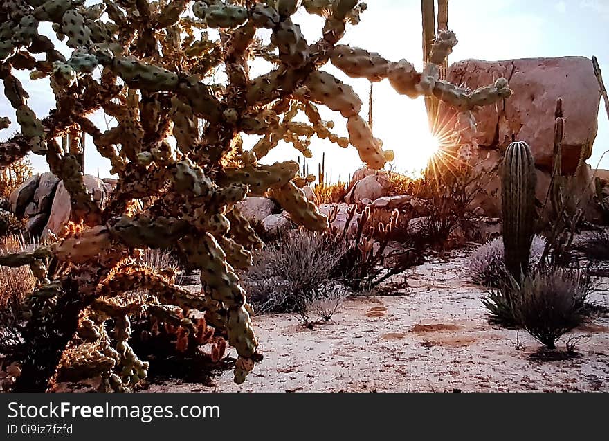 Typical Of The American Desert Landscape