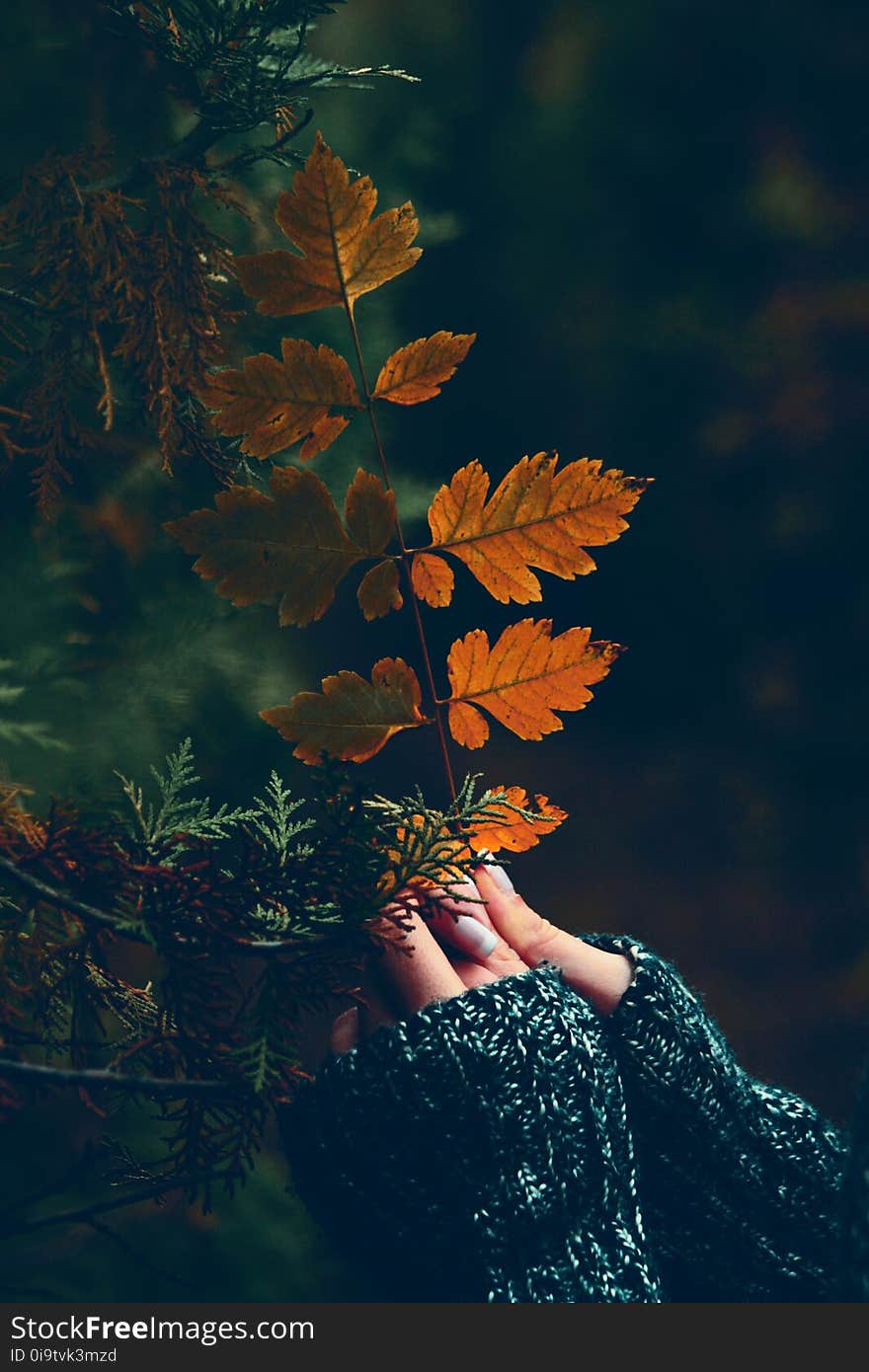 Autumn, Fall, Hands, Holding