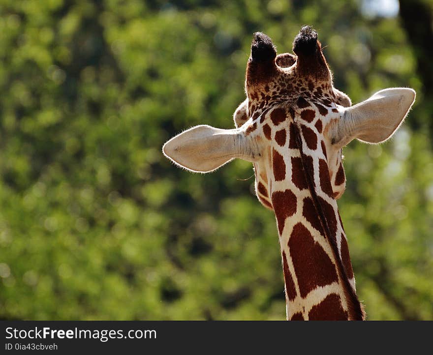 Giraffe, Terrestrial Animal, Wildlife, Giraffidae