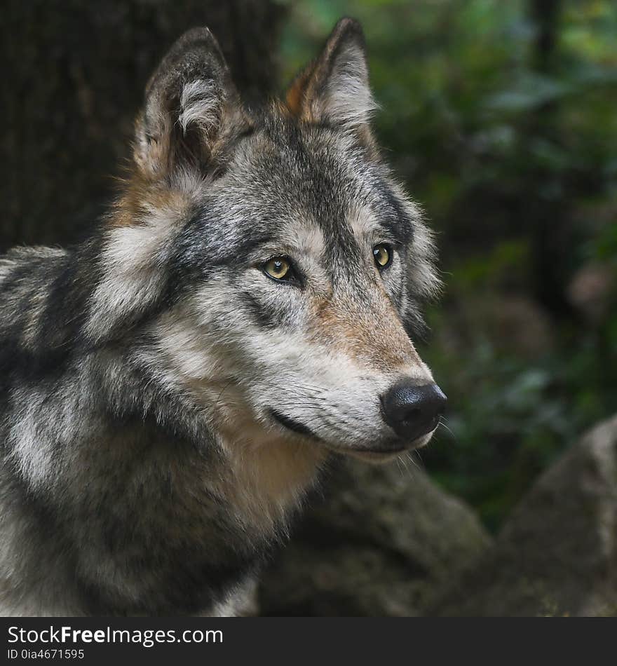 Wolf, Dog Like Mammal, Wildlife, Mammal