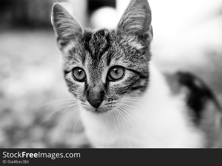 Cat, Whiskers, Face, Black And White