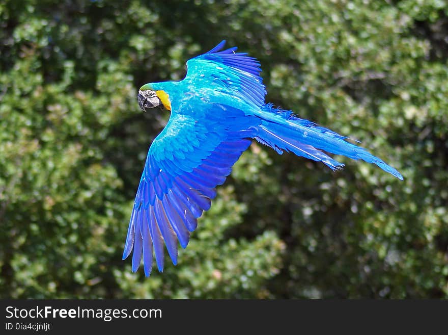 Bird, Macaw, Parrot, Beak