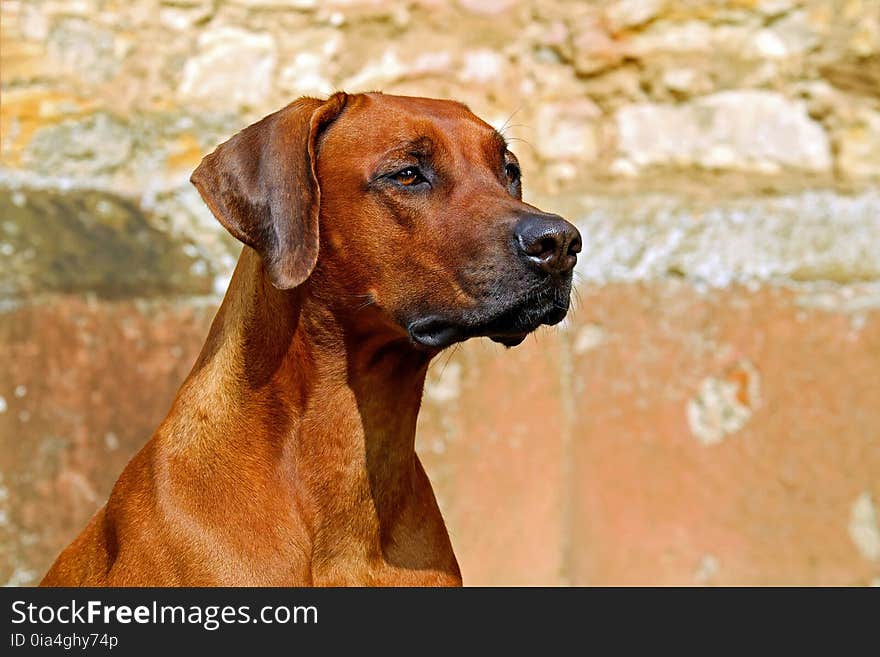 Dog, Dog Breed, Rhodesian Ridgeback, Dog Like Mammal