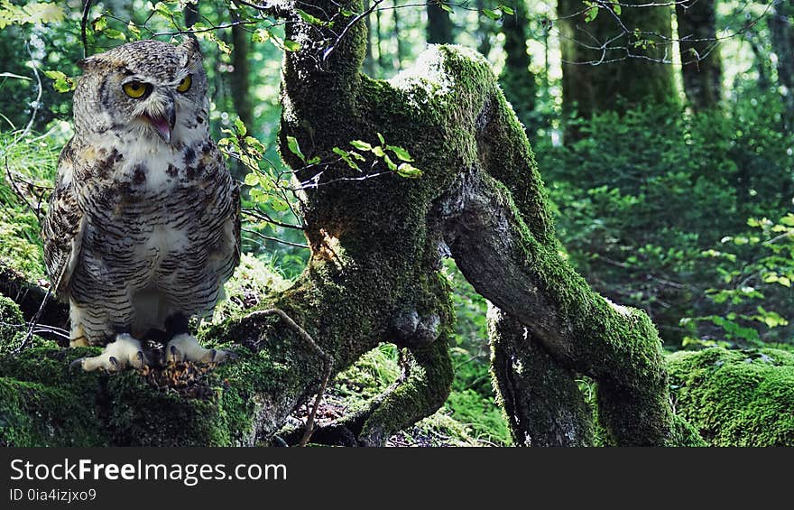 Owl, Tree, Fauna, Bird