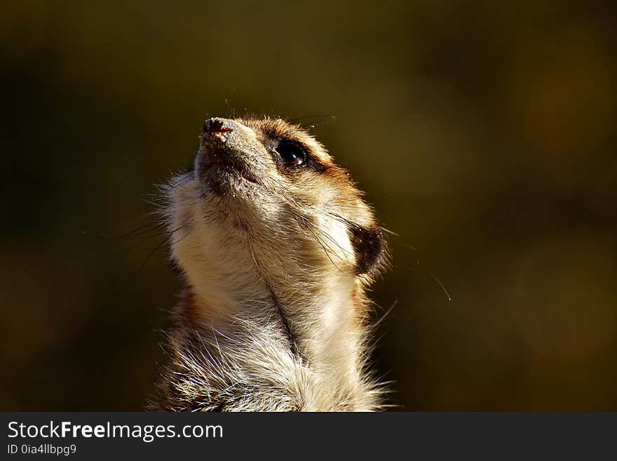 Meerkat, Mammal, Fauna, Wildlife