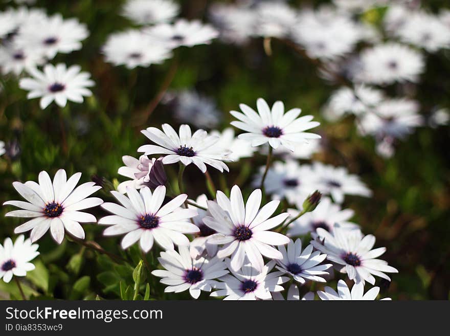 Flowers romantic colorful white and purple macro