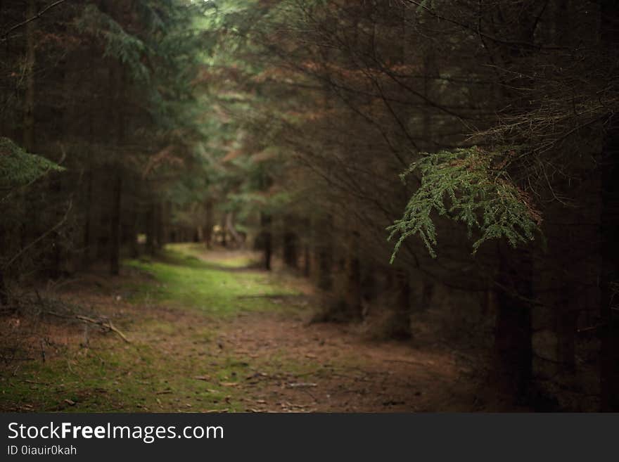 Forest trees. nature green wood sunlight backgrounds.