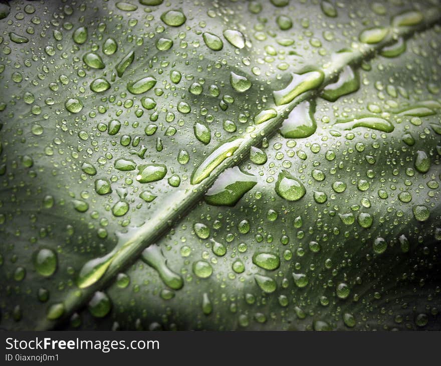 Close-up, Dew, Dewdrops