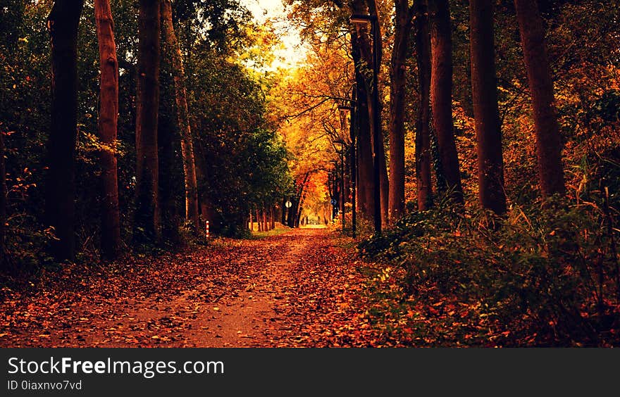 Autumn, Leaves, Dried