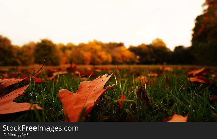 Autumn, Leaves, Blur