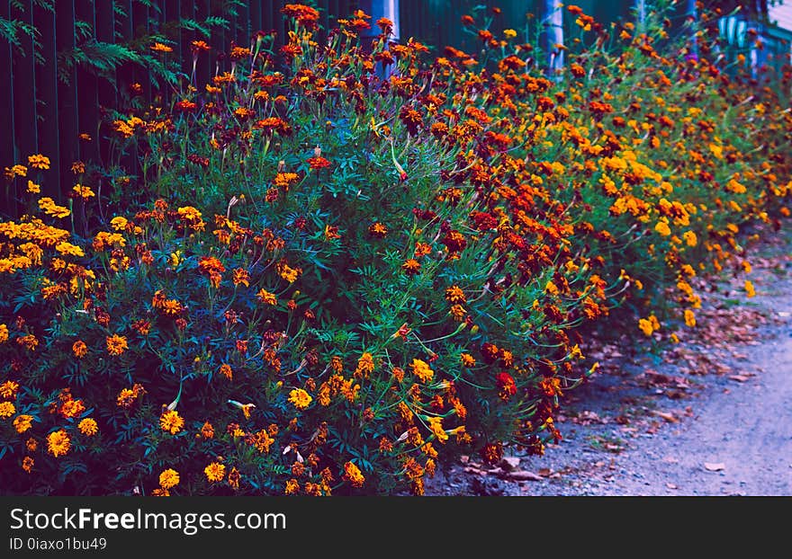 Beautiful, Bright, Bushes, Color