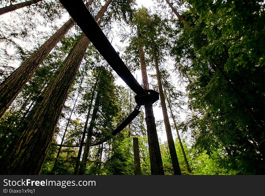 Branches, Bridge, Daylight, Environment