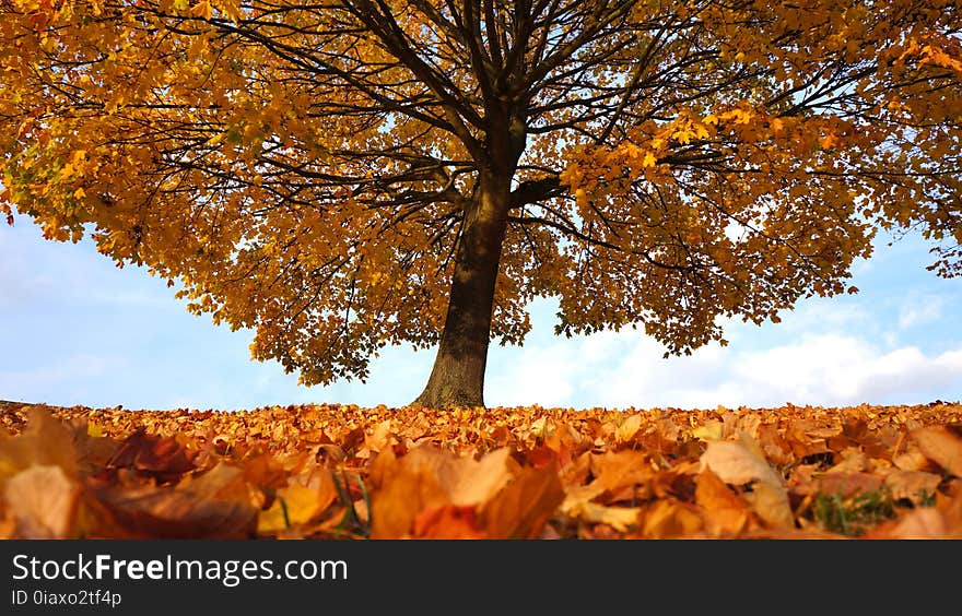 Branches, Bright, Clouds, Countryside