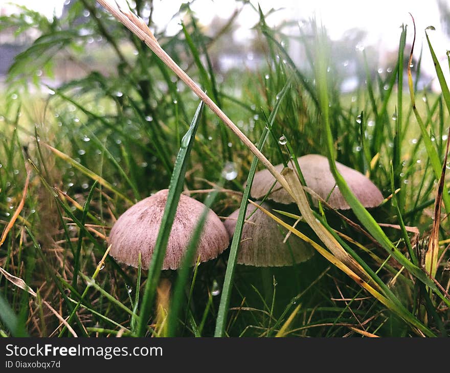 Three Brown Buttom Mushrooms Beside Grasses