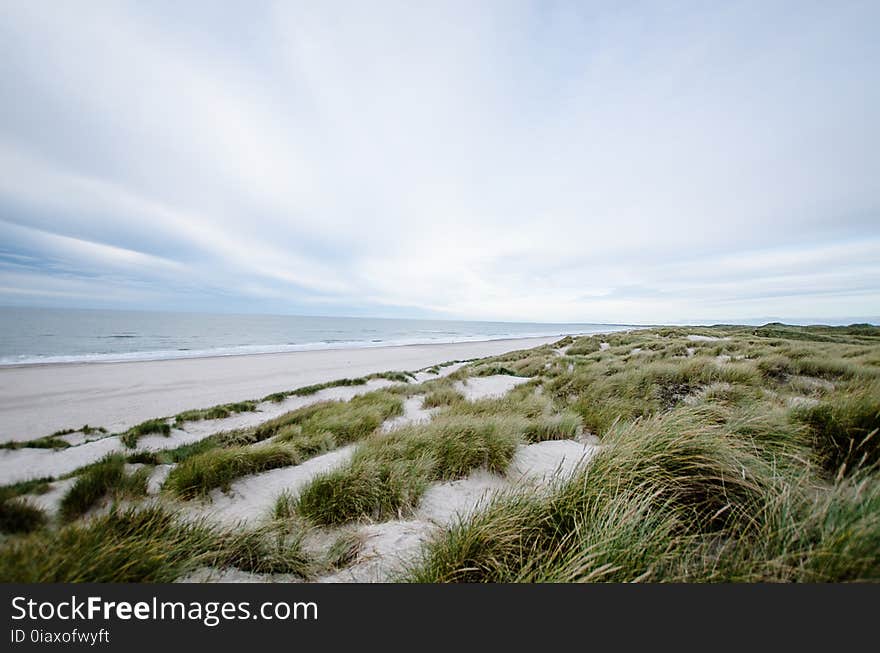 Green Reed on White Sand Shore Beach