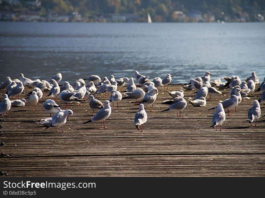 Bird, Seabird, Water, Fauna