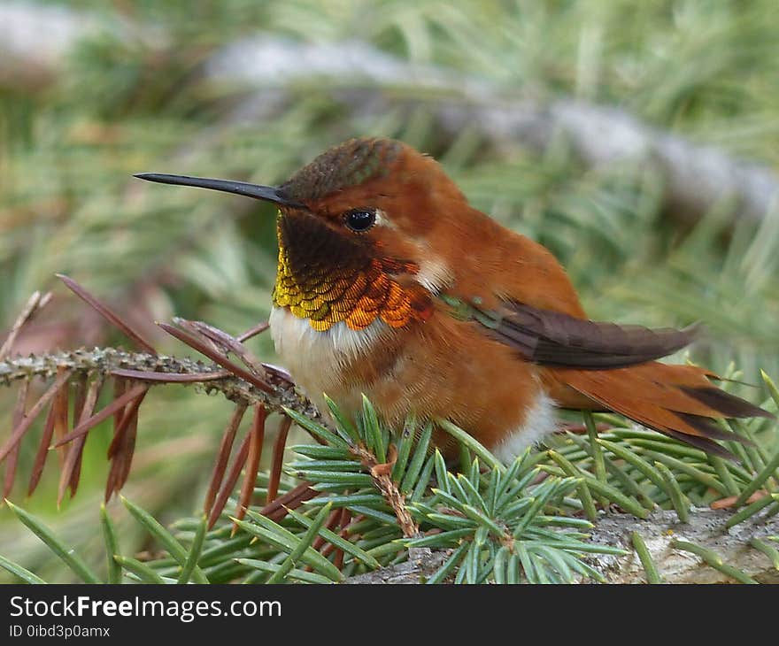 Bird, Fauna, Beak, Hummingbird