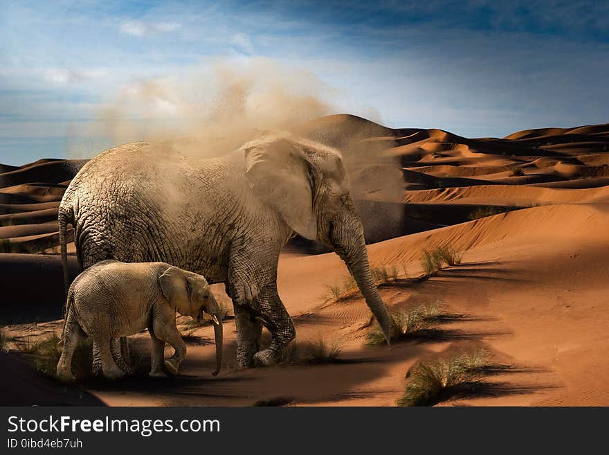 Elephants And Mammoths, Elephant, Wildlife, Ecosystem