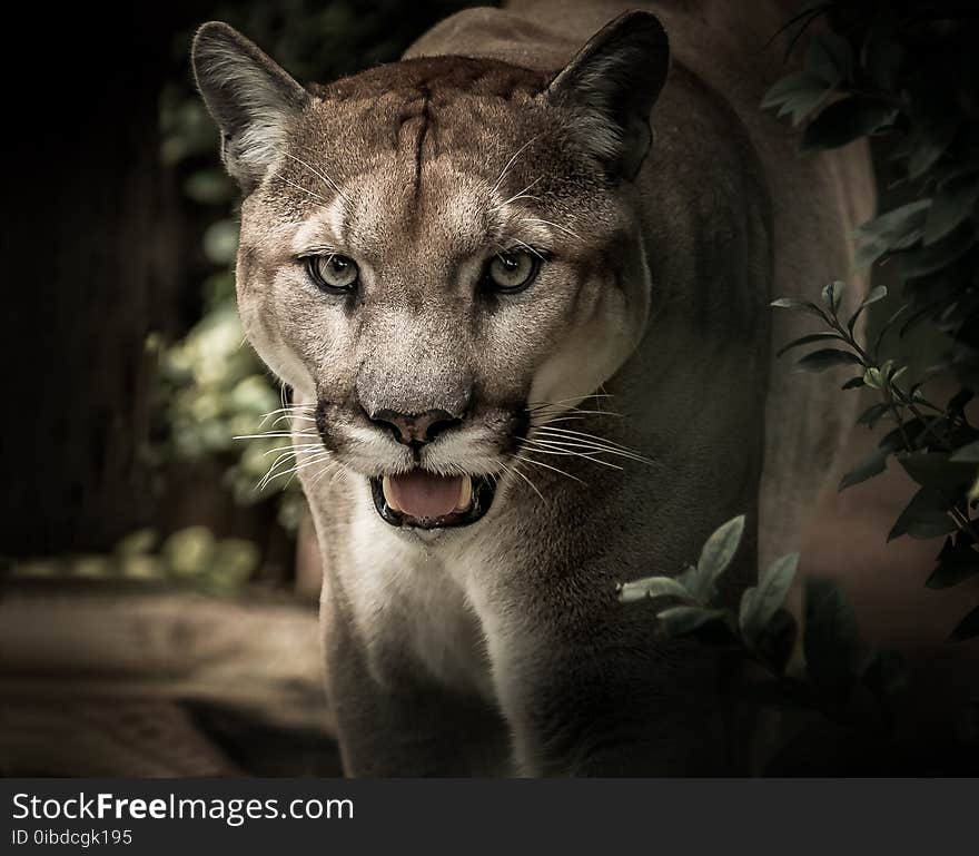 Wildlife, Puma, Cougar, Mammal