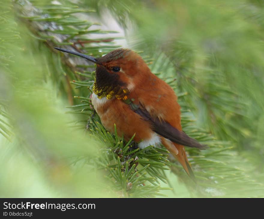 Bird, Fauna, Ecosystem, Beak