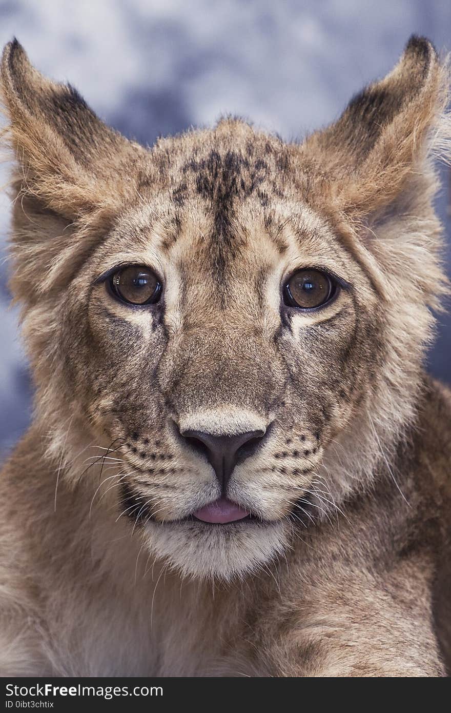 Portrait of a lioness young little cute and funny close up