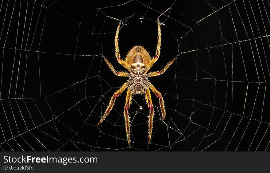 Spider, Arachnid, Invertebrate, Orb Weaver Spider