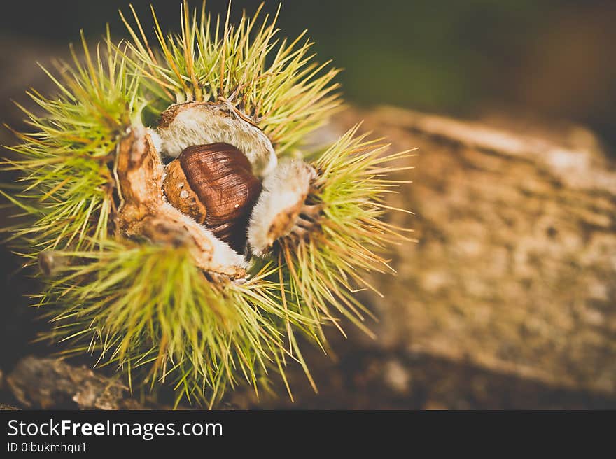 Insect, Invertebrate, Close Up, Macro Photography